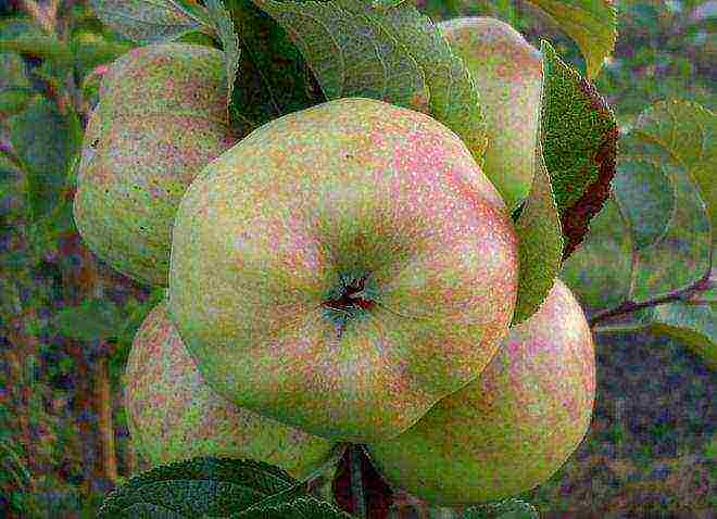 apple tree bogatyr planting and care in the open field