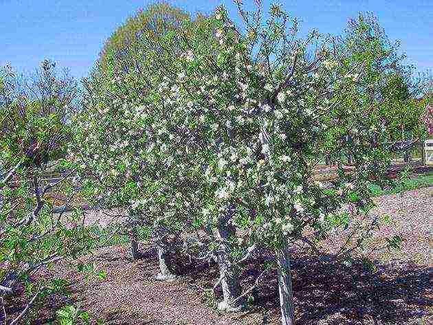 apple tree bogatyr planting and care in the open field