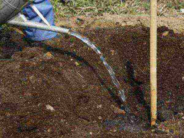 apple tree bogatyr planting and care in the open field