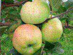 apple tree bogatyr planting and care in the open field