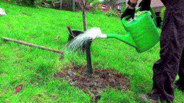 apple tree planting in the fall and care in the open field