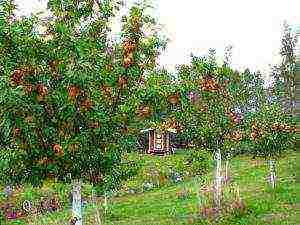 apple tree planting in the fall and care in the open field