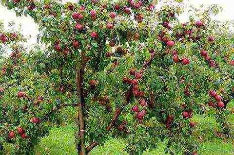 ปลูกต้นแอปเปิ้ลในฤดูใบไม้ร่วงและดูแลในทุ่งโล่ง