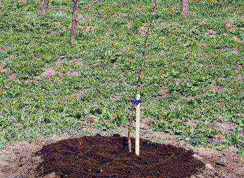 apple tree planting in the fall and care in the open field