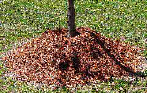 apple tree planting in the fall and care in the open field