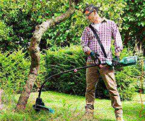 apple tree planting in the fall and care in the open field