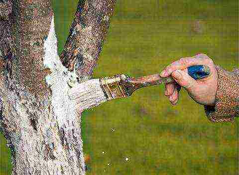 apple tree planting in the fall and care in the open field