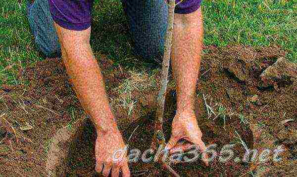 apple tree planting in the fall and care in the open field