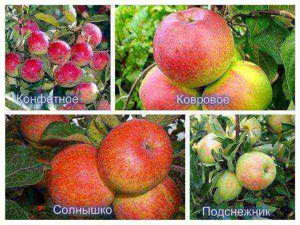 ปลูกต้นแอปเปิ้ลในฤดูใบไม้ร่วงและดูแลในทุ่งโล่ง
