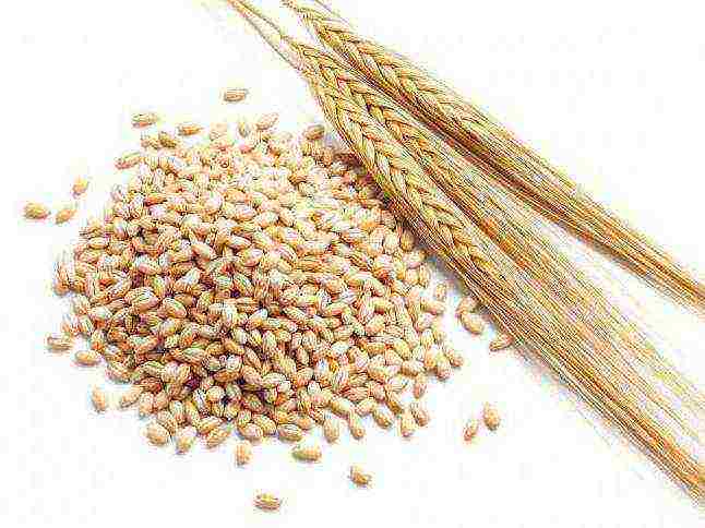 malting barley the best varieties