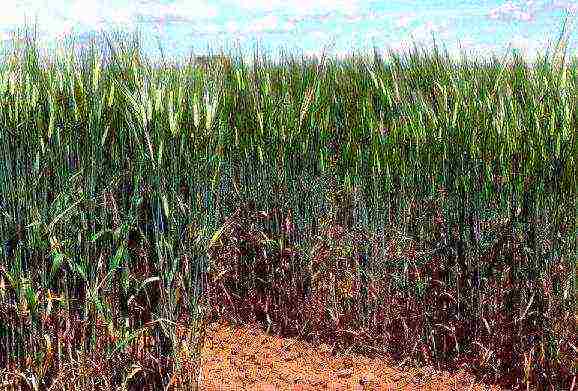 malting barley the best varieties