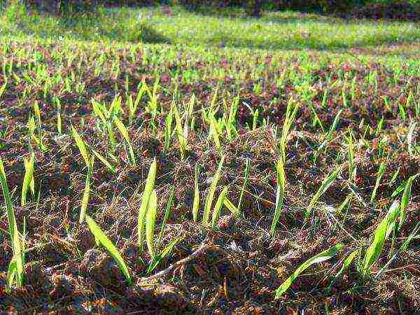 malting barley ang pinakamahusay na mga pagkakaiba-iba