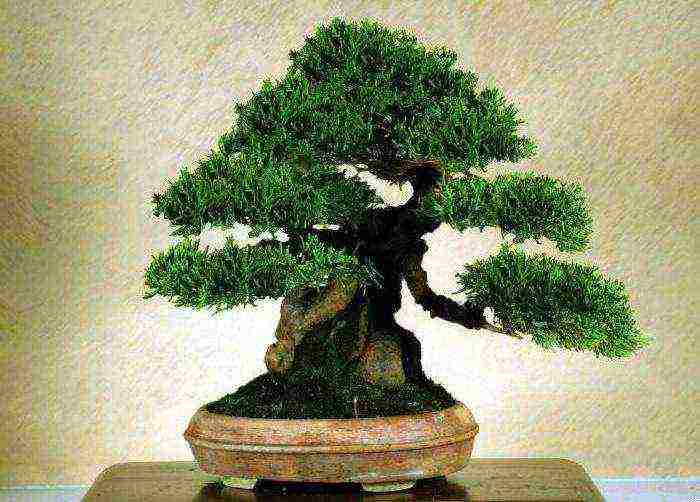 ang Japanese art ng lumalaking bonsai