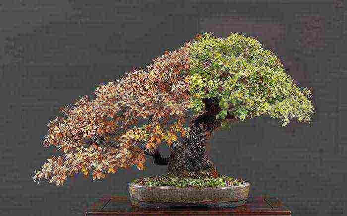 ang Japanese art ng lumalaking bonsai