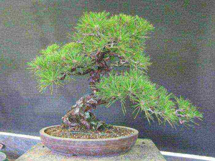 ang Japanese art ng lumalaking bonsai