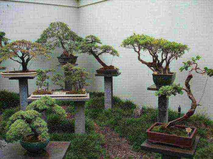 ang Japanese art ng lumalaking bonsai