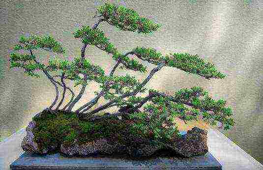 ang Japanese art ng lumalaking bonsai