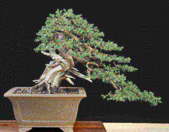 ang Japanese art ng lumalaking bonsai