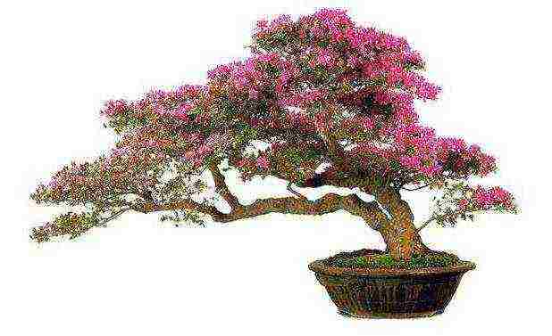 ang Japanese art ng lumalaking bonsai