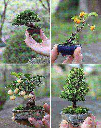 the Japanese art of growing bonsai