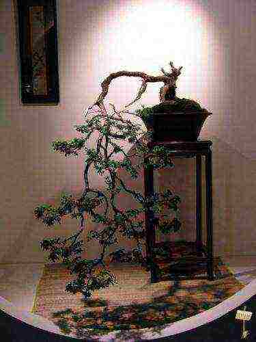 ang Japanese art ng lumalaking bonsai