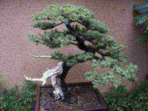 ang Japanese art ng lumalaking bonsai