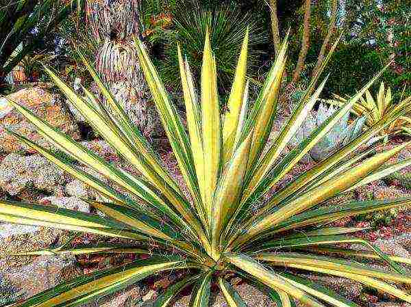 yucca planting and care in the open field in the fall