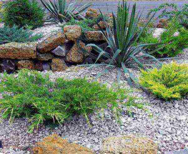 yucca planting and care in the open field in the fall