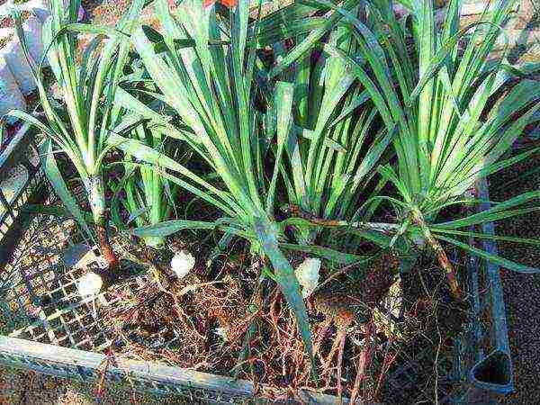 yucca planting and care in the open field in the fall