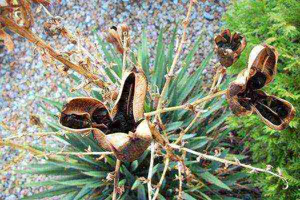 yucca planting and care in the open field in the fall