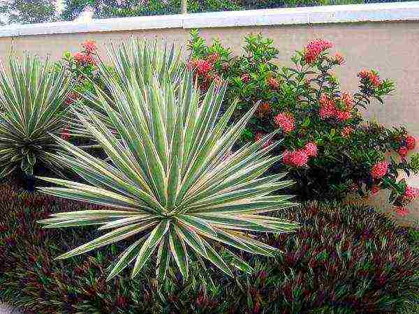 yucca planting and care in the open field in the fall