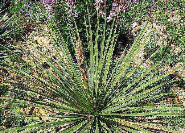 yucca planting and care in the open field in the fall