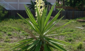 yucca planting and care in the open field in the fall