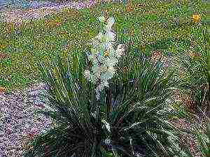 yucca planting and care in the open field in the fall