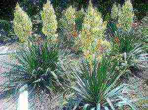 yucca planting and care in the open field in the fall