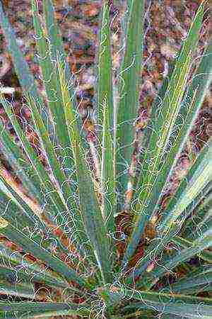 yucca planting and care in the open field in the fall