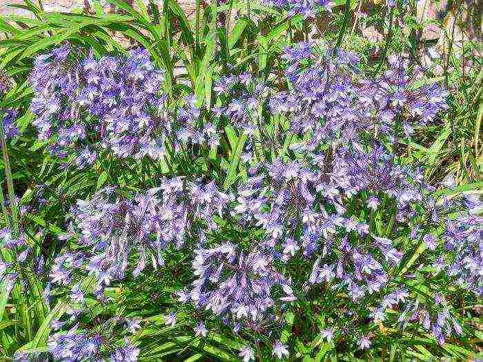 agapanthus planting and care in the open field in the suburbs