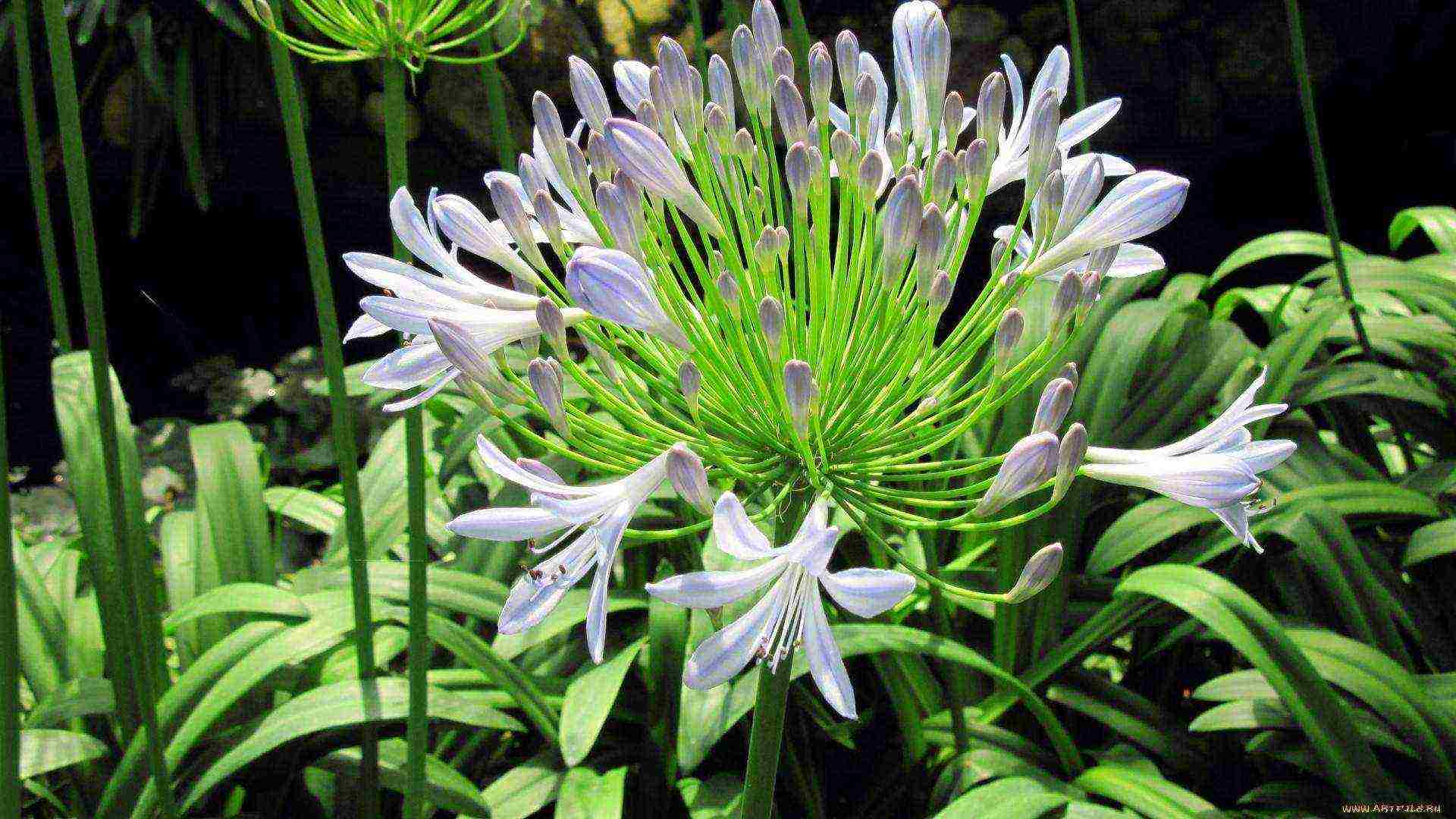 agapanthus planting and care in the open field in the suburbs