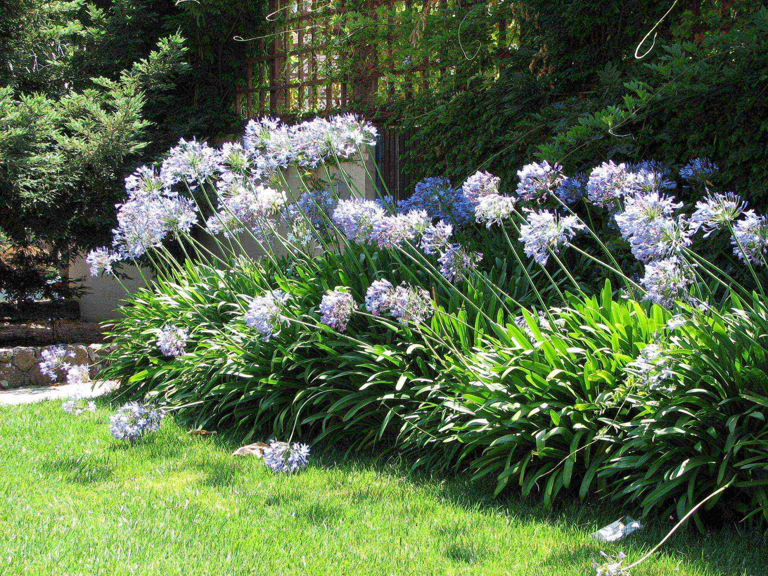 agapanthus planting and care in the open field in the suburbs