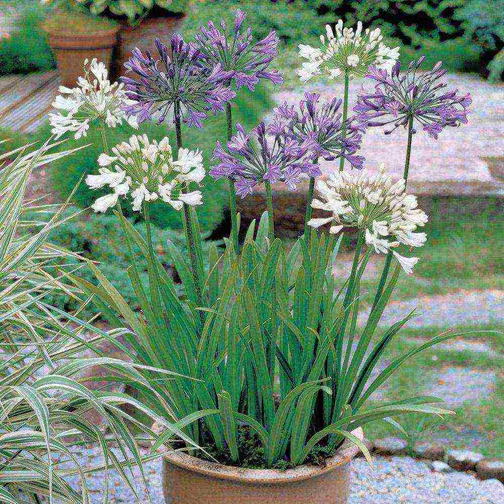 agapanthus planting and care in the open field in the suburbs