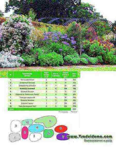 agapanthus planting and care in the open field in the suburbs