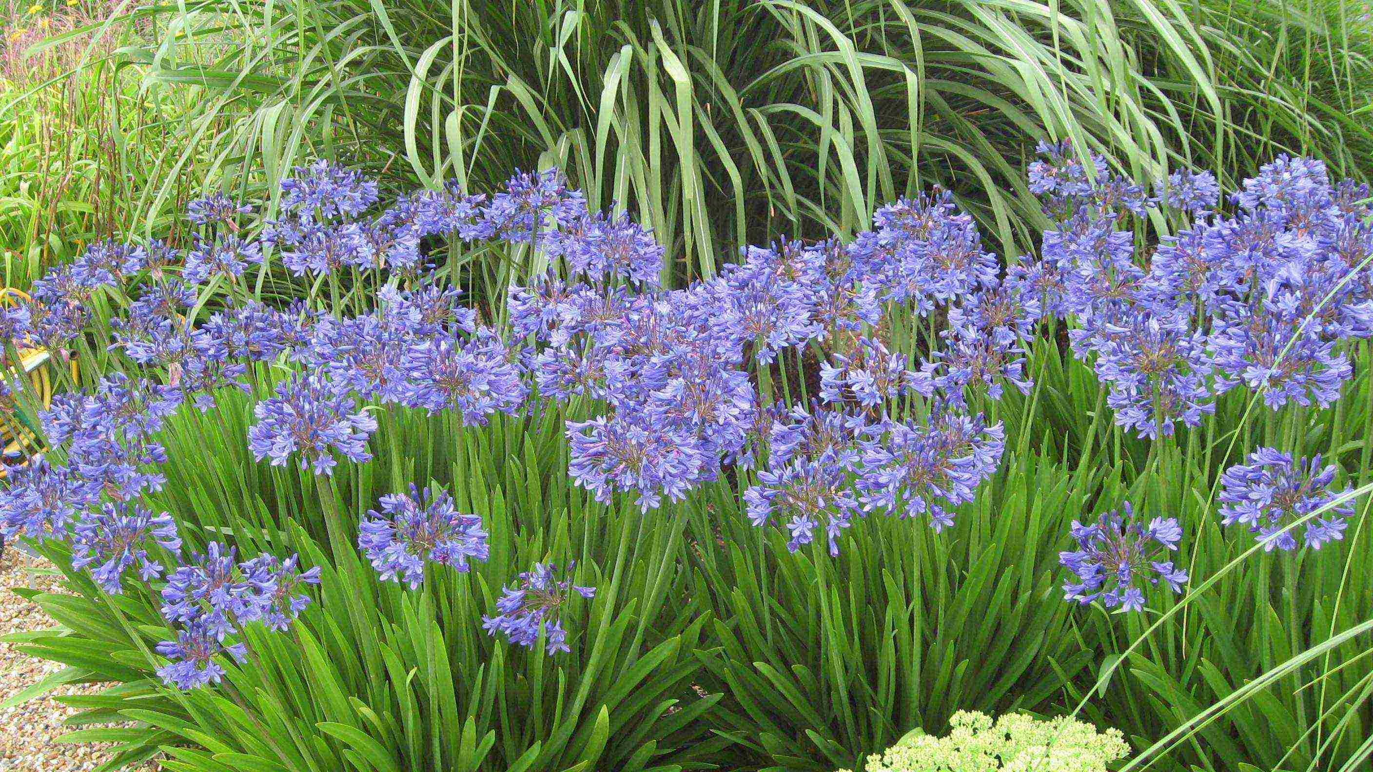 agapanthus planting and care in the open field in the suburbs