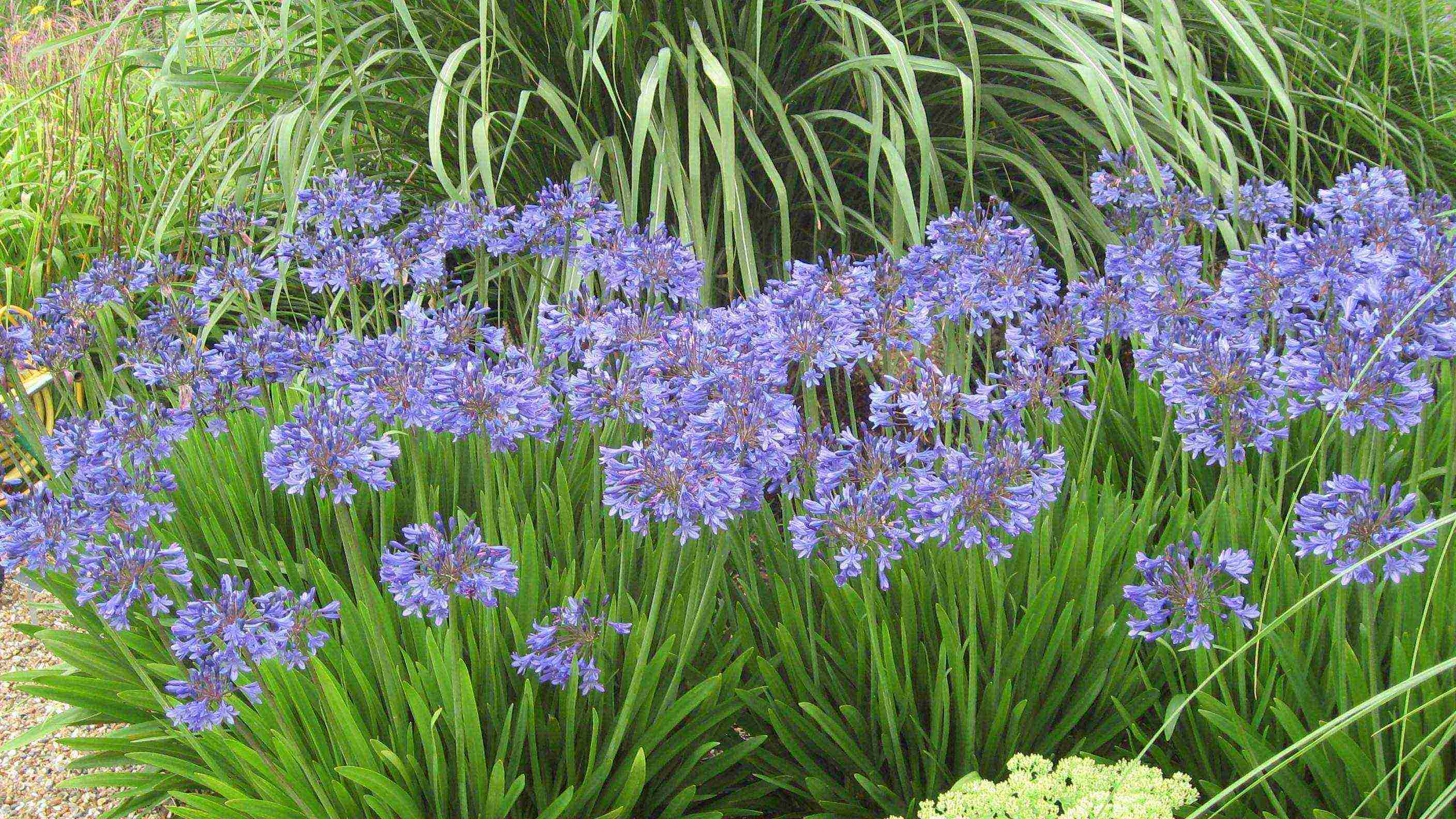 pagtatanim at pangangalaga sa agapanthus sa bukas na bukid sa mga suburb