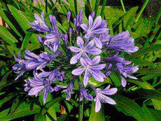 agapanthus planting and care in the open field in the suburbs