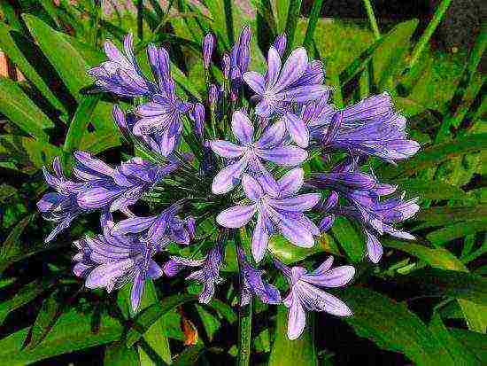 pagtatanim at pangangalaga sa agapanthus sa bukas na bukid sa mga suburb