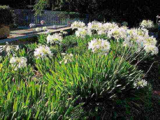 agapanthus planting and care in the open field in the suburbs