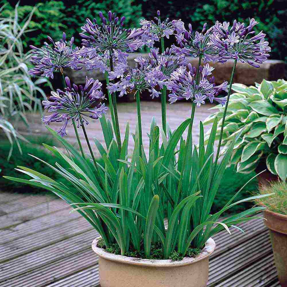 agapanthus planting and care in the open field in the suburbs