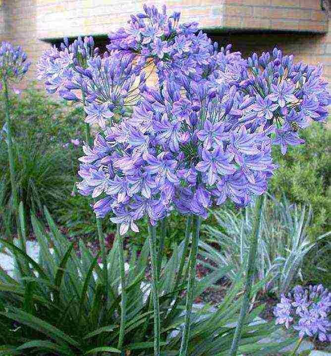 agapanthus planting and care in the open field in the suburbs