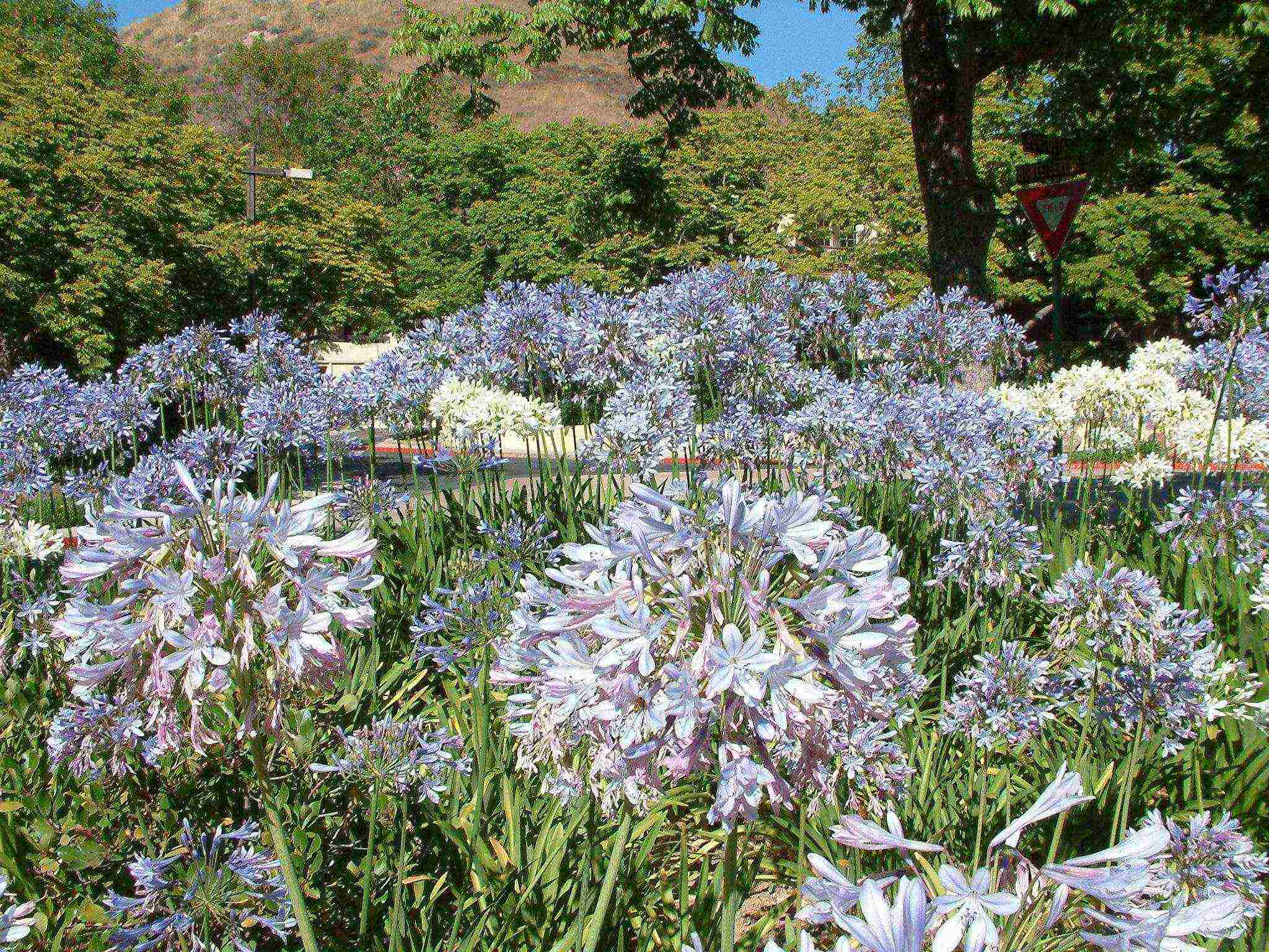 pagtatanim at pangangalaga sa agapanthus sa bukas na bukid sa mga suburb