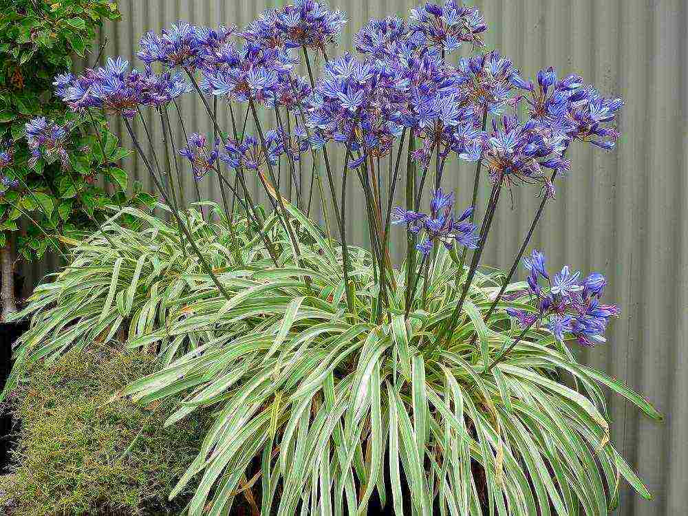 agapanthus planting and care in the open field in the suburbs